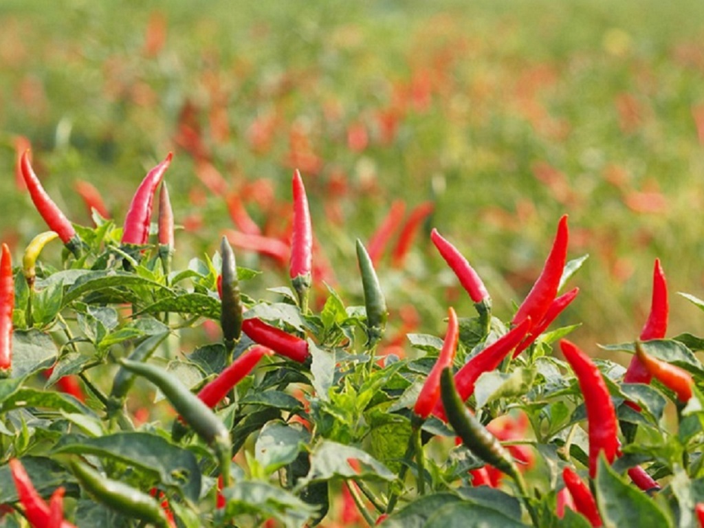 Fresh chillies