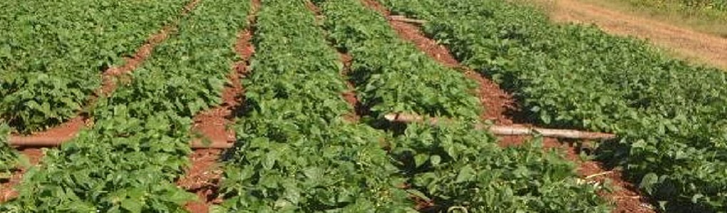 Farmers harvesting fresh vegetables