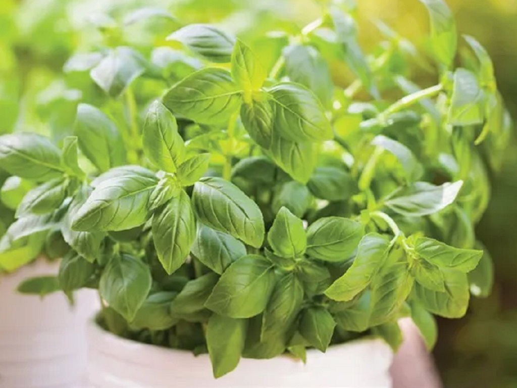 Fresh herbs