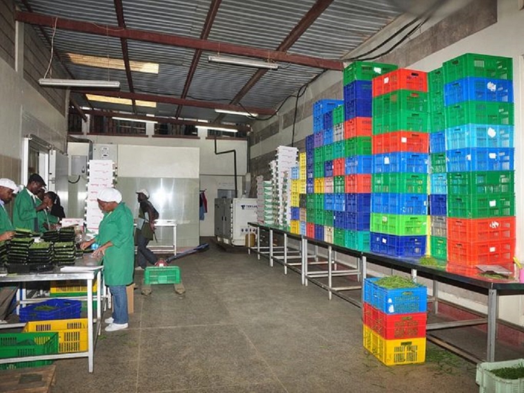 Produce sorting and packing area